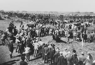 Exposición de ganado en el campo argentino