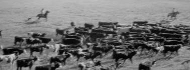 Ganaderos Argentinos